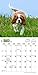 Cavalier King Charles Spaniel Puppies 2017 Calendar