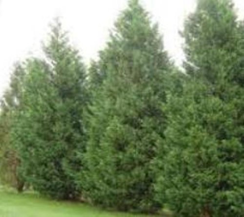Leyland Cypress Tree - Privacy Screen - Live Plant - 1 Gallon Pot Leyland Cypress Tree - Privacy Screen - Live Plant - 1 Gallon Pot