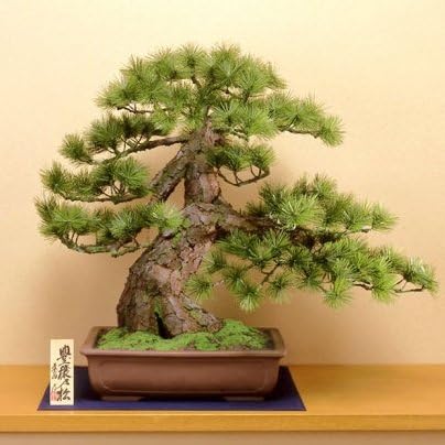High Quality Crafts Bonsai