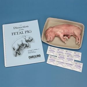 baby pig anatomy