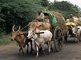 Bullock Carts are the Main Means of Transport for Local Residents, Tamil Nadu State, India Photographic Poster Print by R H Productions, 32x24
