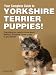 Your Complete Guide to Yorkshire Terrier Puppies!
