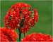 maltese0  - Maltese Cross Perennial Lychnis 50 Seeds
