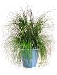 PRESERVED GRASS 40"H