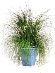 PRESERVED GRASS 40"H