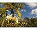Photographic Prints of Blooming flower in the garden of Beachcomber Le Paradis, near Mont Brabant, from Robert Harding