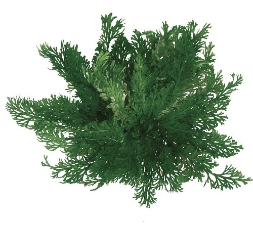 Geschenkpackung Rose von Jericho