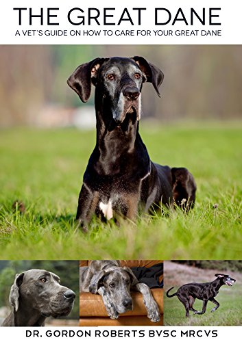 The Great Dane: A vet's guide on how to care for your Great Dane