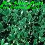 Amazon / Moon Goddess Magick: 1oz. Uva ursi~HERB~Psychic workings~Wicca~New-Age