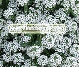 SWEET ALYSSUM Lobularia Maritima --- 1,000 Flower Seeds