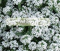 SWEET ALYSSUM Lobularia Maritima --- 100,000 Flower Seeds