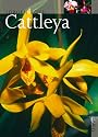 Cattleya.