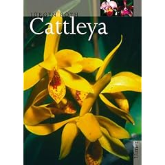 Cattleya