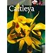 Cattleya
