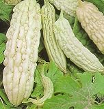 Bittermelon - Foo Gwa - 10 Bittergourd Seeds - Veggie