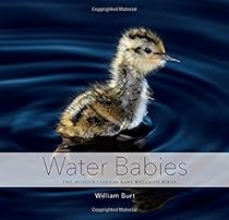 Water Babies: The Hidden Lives of Baby Wetland Birds Water Babies: The Hidden Lives of Baby Wetland Birds