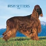 Irish Setters 2008 Square Wall Calendar