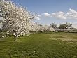 March of the Cherry Blossoms, Washington, D.C. Photograph - Beautiful 16x20-inch Photographic Print by Carol M. Highsmith