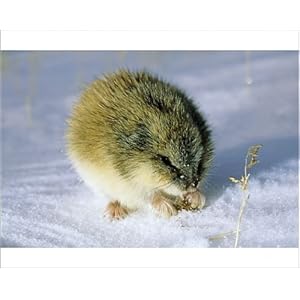 siberian lemming