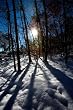 Sun Casts Shadows Through the Trees at Snowy Great Falls, Virginia - Evocative 16x20 Photographic Print by Brendan Reals