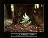 Determination (Little Pine Tree) Art Poster Print - 24