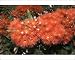 Photographic Prints of MAB-627 Pohutukawa tree - with brilliant red flowers from Ardea Wildlife Pets