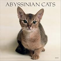 Abyssinian Cats: 2003