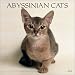 abyssinian24  - Abyssinian Cats 2003