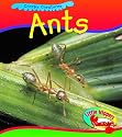 Ant (Little Nippers: Creepy Creatures)