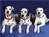 Pet Star Notecards - Dalmatian