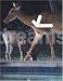 Videodreams: Between The Cinematic And The Theatrical by Mieke Bal ISBN 3883758388