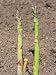 Young Asparagus Plants Emerging from the Soil (Asparagus Officinalis), Mary Washington Variety Photographic Poster Print by Wally Eberhart, 30x40