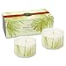The Thymes Frasier Fir 2 Candle Set - 2 x 4 oz.