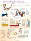 Cardiovascular Risk Chart (Netter Charts)