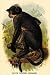 Art Poster, White Crowned Mangabey - 18.75 x 27.5