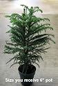 Norfolk Island Pine Indoor Christmas Tree in 6 Inch Pot