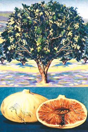 Fig Tree Canvas Print