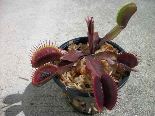 Large Red Dragon Venus Flytrap (Fly Trap) Carnivorous 