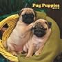 Pug Puppies 2008 Square Wall Calendar (Multilingual Edition)
