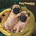 Pug Puppies 2008 Calendar