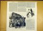 Grisly Bears Zoo Hassenpflug Hesse-Cassel 1850 Print