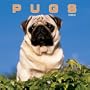 Pugs: Mini Wall Calendar: 2003