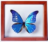 Blue Morpho Butterfly Rhetenor Cacica Mounted in Brown Frame