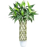 3 &acute; Straight Lucky Bamboo Silk Tree - B001DTJR5Q