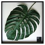�s���[�t�p�l���tMonstera deliciosa(�����X�e�� �f���V�I�T)