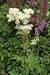 Pflanzenset: 3 x Filipendula vulgaris - Mädesüß