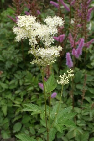 Pflanzenset: 3 x Filipendula vulgaris - Mädesüß