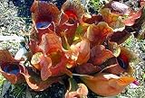 Carnivorous Purple Pitcher Plant - Sarracenia purpurea - 3