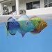 Search : Rainbow Reef Mini Trigger Fish