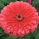 50 Seeds, Dahlia Flowered "Giant Coral" (Zinnia Elegans) Seeds by Seed Needs